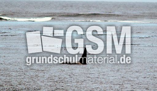 Orca (22 von 59).jpg